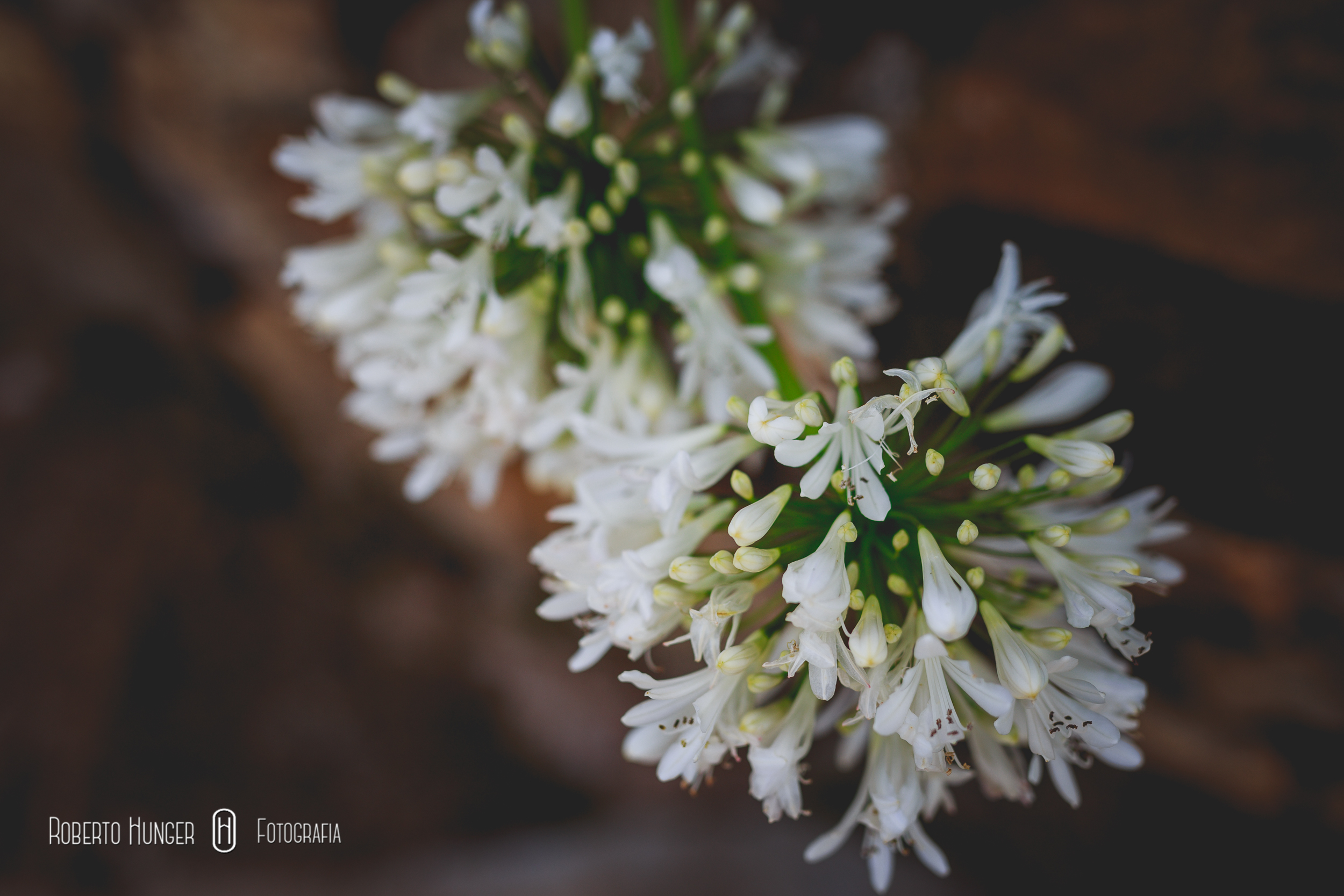 Roberto hunger fotografia, fotografia de casamento em pouso alegre, itajubá fotos casamentos, varginha fotógrafo de casamento, melhores fotos de casamento sul de minas, monte verde e camanducaia onde casar, hoteis e pousadas para casamento em minas gerais, casando nas montanhas sul de minas, cambui minas gerais, borda da mata, fotografia de casamento em ouro fino e região, alfenas fotógrafo de casamento, fotografia de casamento monte verde , santa rita do sapucaí fotógrafo de casamento, paraisópoles fotografia de casamento, machado fotógrafo casamentos, fotografia de casamento nas montanhas, álbuns de casamento pouso alegre, pouso alegre fotógrafo,