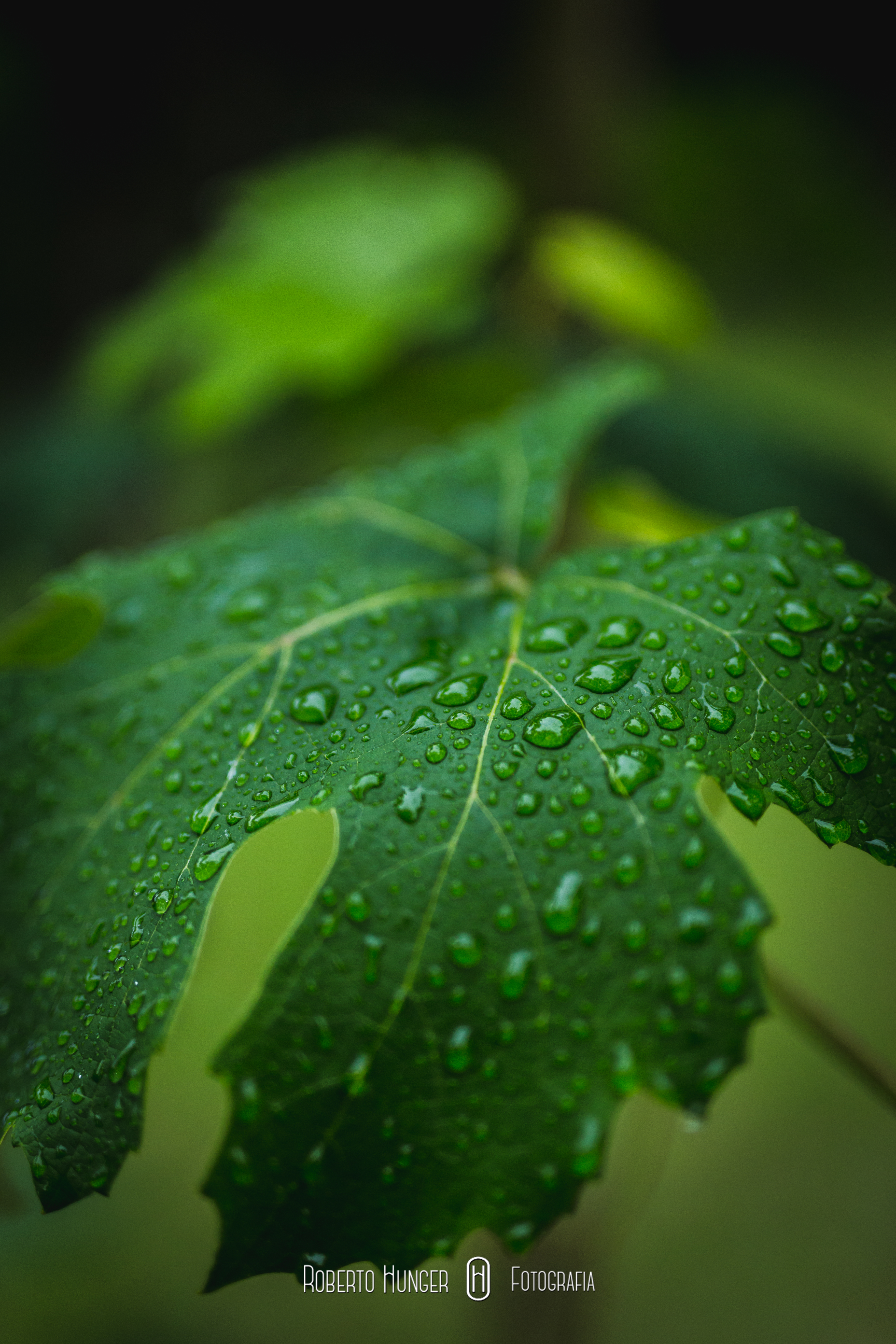 Fotos noivas em poços de caldas e região, noivas itajubá, noivas pouso alegre, noivas em cambui mg, minas gerais casamentos, noivas 2018, 2018 casamentos, onde casar em minas gerais, onde casar em poços de caldas, onde casar em pouso alegre, casamentos itajubá