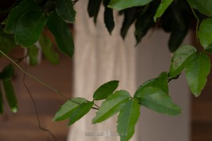 #noivas2019, #noivas2020, #machado , #camanducaia , #bordadamata , #paraisopolis , #santaritadosapucai , #extremamg , #jacutinga, #andradas, #santaritadosapucai, #brasopolis, #monteverde , #poçosdecaldas , #caldas , #itajubá , #cambui , #cambuimg , #pousoalegre , #felizesparasempre , #pirangucu , #itajuba