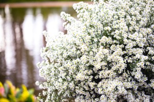 Fotografia de casamento no sul de minas gerais. Fotografia de casamento Santa rita do sapucaí, fotógrafo de casamento em Pouso Alegre e itajubá, fotos de santa rita do sapucaí, fotos pouso alegre noivas, noivas itajubá e região,