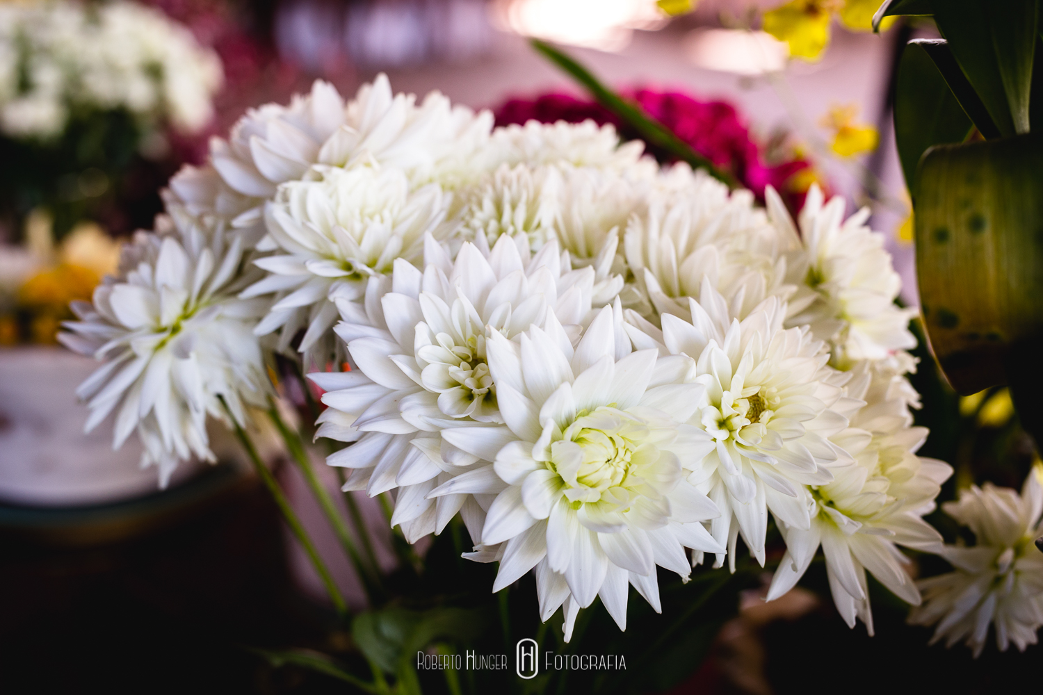 Decoração de casamento, Fazenda e Haras São Bento, decoração de casamento no campo, casamento decorado com flores, decoração de luxo para casamento, casamento de luxo em minas gerais, onde casar em bragança paulista,
