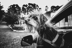 cachorros em casamentos, fotografia de cachorro em casamento, noiva e cachorro em casamento, fotografia de casamento sul de minas gerais, roberto hunger fotografia, delfim moreira casamentos