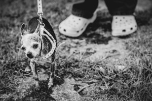 cachorros em casamentos, fotografia de cachorro em casamento, noiva e cachorro em casamento, fotografia de casamento sul de minas gerais, roberto hunger fotografia, delfim moreira casamentos