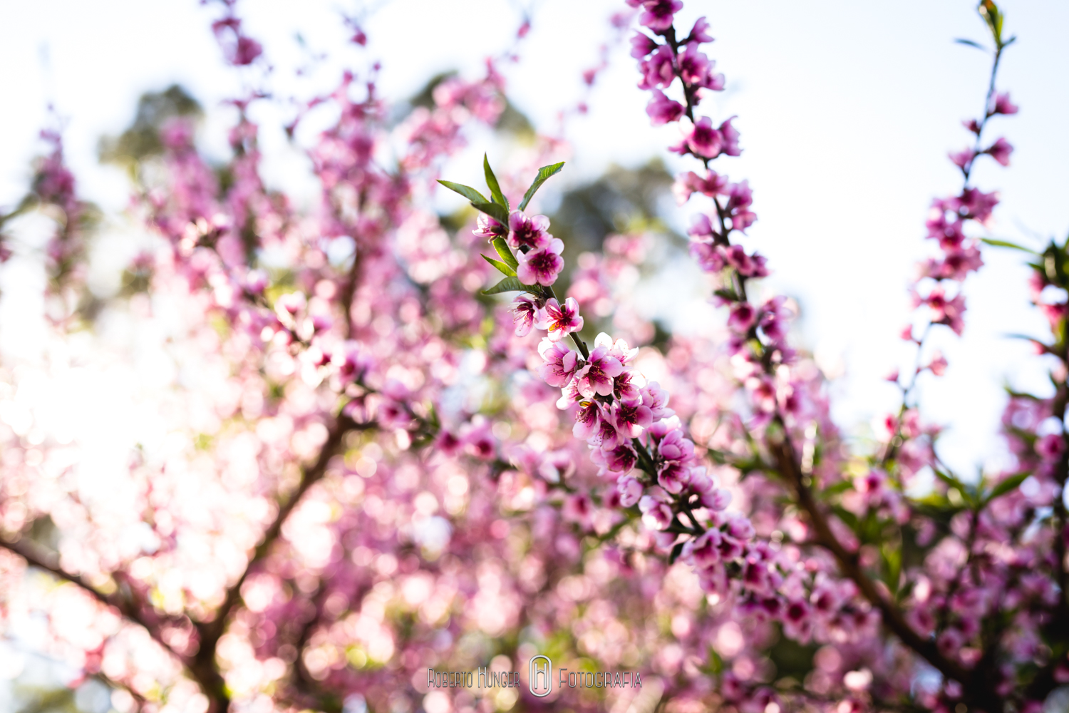 casamento no campo, decoração casamento ao ar livre, casamento nas montanhas, monte verde casamentos, decoração de casamento no campo rustico, fotos casamentos lindos no campo, Fotógrafo de casamento em pouso alegre e itajubá, itajubá e piranguçu fotos de casamento, delfim moreira fotografia de casamentos, fotógrafo minas gerais e pouso alegre, lambari e são lourenço fotografia de casamentos, fotos lindas de casamentos, fotos de casamentos simples, onde casar em itajubá?