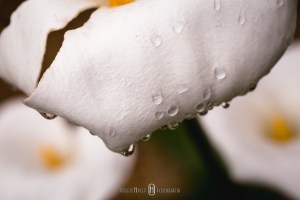 Elopement Wedding é um estilo de casamento no qual o noivo e a noiva optam por viajar para algum lugar distante ou fora da cidade e casar sem avisar a família e amigos