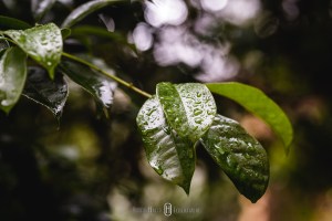 casamento em monte verde, Elopement Wedding, Elopement Wedding brazil, Elopement Wedding minas gerais, contato fotógrafo monte verde, fotos noivas monte verde, casamentos montanhas minas gerais, casamento a dois, noivos sozinhos, casamento distante, onde casar em monte verde, hotel pousada para Elopement Wedding , Elopement Wedding minas gerais