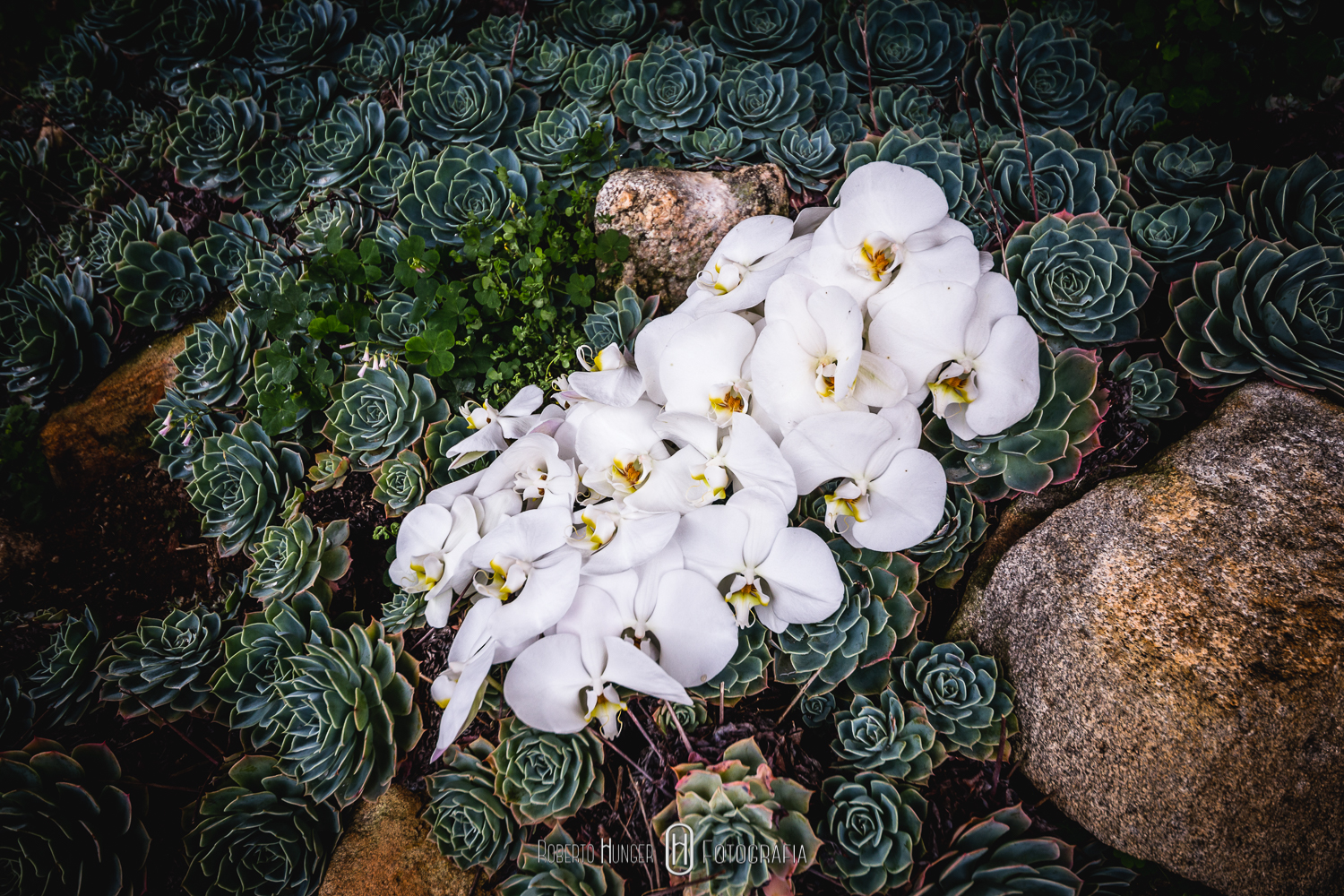 casamento em monte verde, Elopement Wedding, Elopement Wedding brazil, Elopement Wedding minas gerais, contato fotógrafo monte verde, fotos noivas monte verde, casamentos montanhas minas gerais, casamento a dois, noivos sozinhos, casamento distante, onde casar em monte verde, hotel pousada para Elopement Wedding , Elopement Wedding minas gerais