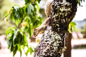onde casar em minas gerais, sul de minas gerais fotos de casamento, local para making de noiva em itajubá, pouso alegre noivas, cambui casamentos no sul de minas gerais, cidades onde casar ao ar livre em minas gerais, camanducaia e monte verde casamentos.