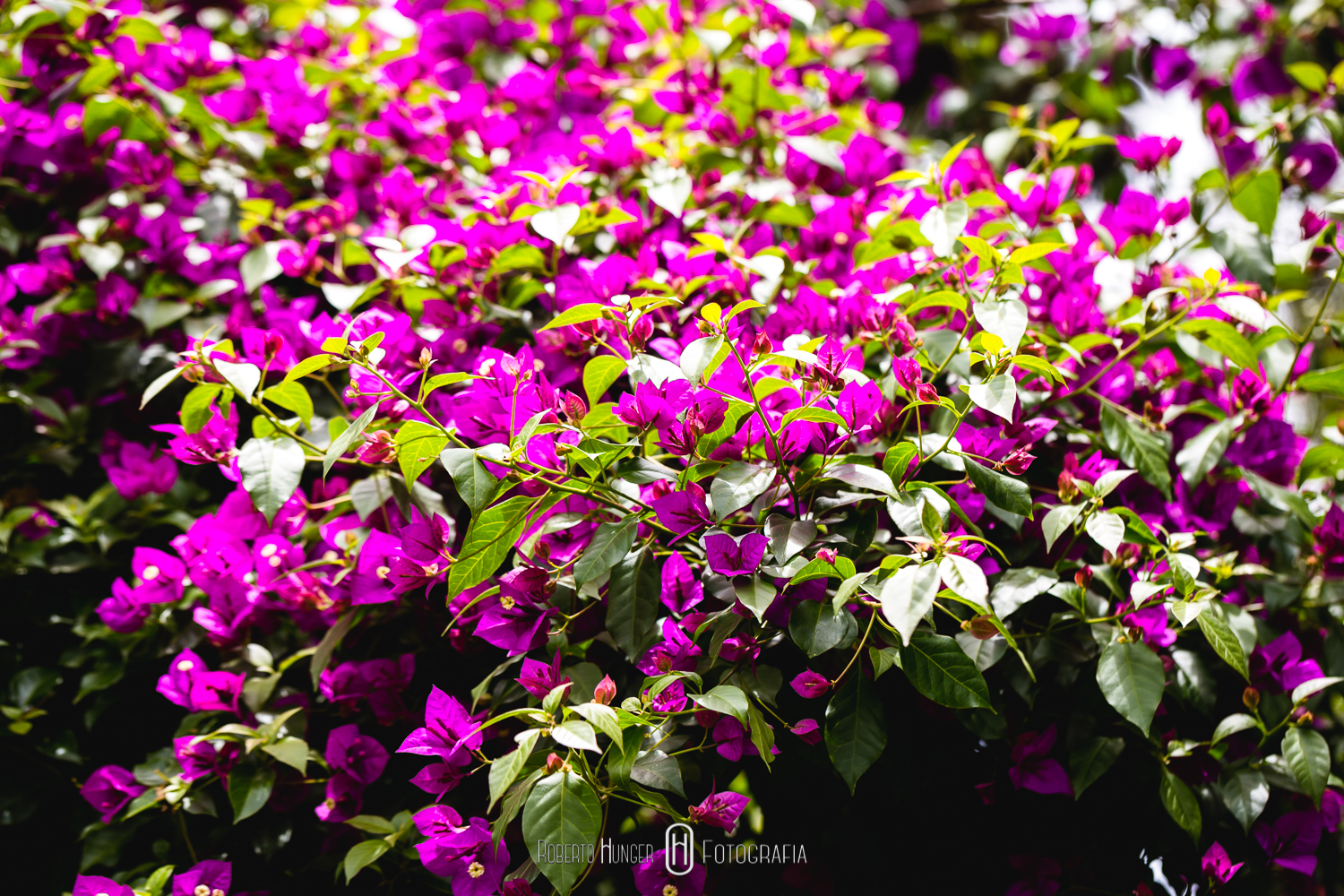 onde casar em minas gerais, sul de minas gerais fotos de casamento, local para making de noiva em itajubá, pouso alegre noivas, cambui casamentos no sul de minas gerais, cidades onde casar ao ar livre em minas gerais, camanducaia e monte verde casamentos.