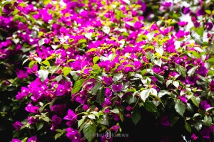 onde casar em minas gerais, sul de minas gerais fotos de casamento, local para making de noiva em itajubá, pouso alegre noivas, cambui casamentos no sul de minas gerais, cidades onde casar ao ar livre em minas gerais, camanducaia e monte verde casamentos.