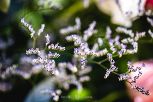elopement wedding brasil pacotes, blog pé no altar sugestão de elopement wedding brasil, casando nas montanhas