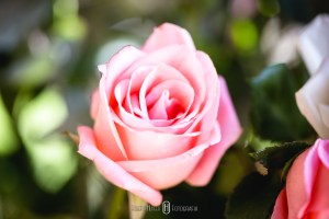 elopement wedding como organizar, dicas para seu elopement wedding como organizar e a decoração, quanto custa um elopement wedding ?